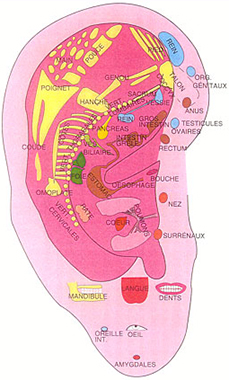 Réflexologie auriculaire dessin de l'oreille et répartition des différentes parties du corps