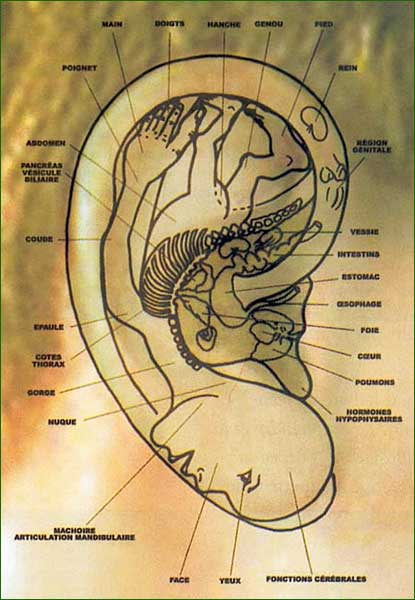 Réflexologie auriculaire dessin de l'oreille et répartition des différentes parties du corps